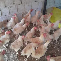 مرغ سفیداول ماه|حیوانات مزرعه|قم, بیانی|دیوار