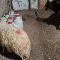 بره و قوچ شیشک