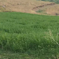 کاه یونجه و کاه گندم