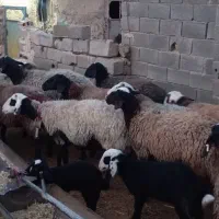 میش شال|حیوانات مزرعه|تربت جام, میان جام|دیوار