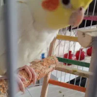 عروس هلندی نر و سخنن گو