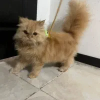 گربه اسکاتیش ۸ماهه نر