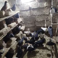 کبوتر کوله ایی