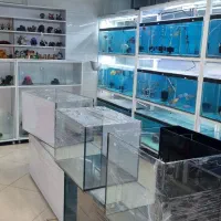 انواع ماهی و لوازم آکواریوم|ماهی|بابل, |دیوار