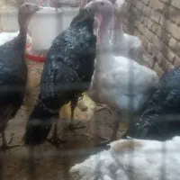 بوقلمون گوشتی ومحلی