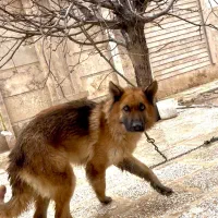 سگ ژرمن|سگ|رباط‌کریم, رباط‌کریم|دیوار