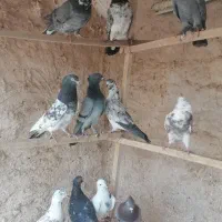 نروماده|پرنده|قم, هفت تیر|دیوار