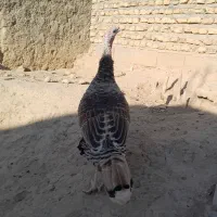 فروش بوقلمون|حیوانات مزرعه|فسا, |دیوار