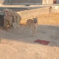 سگ نگهبانی|سگ|کوهدشت, |دیوار