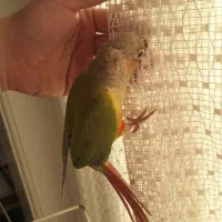 طوطی گرینچیک آناناسی|پرنده|بابل, |دیوار