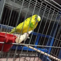 مرغ عشق|پرنده|فولادشهر, مسکن مهر فولادشهر|دیوار