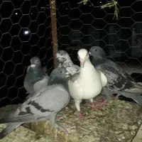 کبوتر