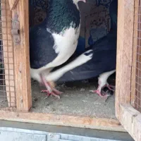 یک جفت خوشرنگ سیاه نر و ماده اماده