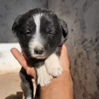 طوله قهدریجانی