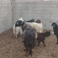 سلام بره نر و ماده کوهه قوچ بذری|حیوانات مزرعه|شیراز, آبیاری|دیوار