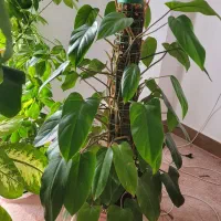 گل آپارتمانی