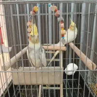 عروس هلندی جفت
