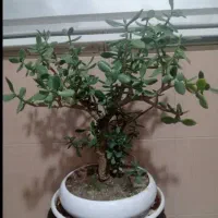 گل بنسای|گل و گیاه طبیعی|باقرشهر, |دیوار