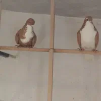 کبوتر