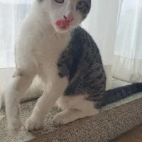 واگذاری گربه زیبا و بازی گوش