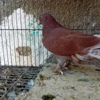کفتر جوجه قرمزی سرخ کناره خیس پرشی بوم ندیده|پرنده|تهران, یاخجی آباد|دیوار