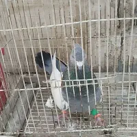 کفتر رنگه پرشی