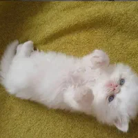 گربه پرشین چشم آبی