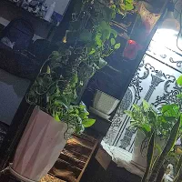 گل پتوس قیم دار