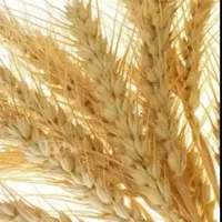 گندم دیمه