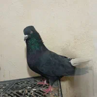 کبوتر شازده سورور سرور سبز کله دار زاغ دم سفید|پرنده|نوبران, |دیوار