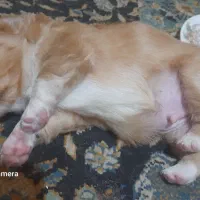 فروش سگ شیتزو|سگ|شهرکرد, |دیوار