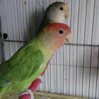 کوتوله