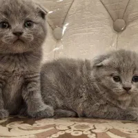گربه اسکاتیش لیلاک بلو
