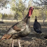 خروس محلی+بوقلمون نر