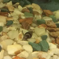 گربه ماهی کت اسپرت ۲۵ سانت|ماهی|مشهد, ایثار|دیوار