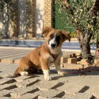 واگذاری سگ پاکوتاه رایگان