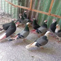 کفتر یا کبوتر