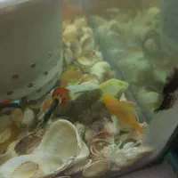 کت پوزه بوته ای - گوپی مولد