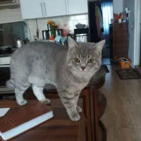 به دلیل مهاجرت