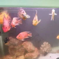 ماهی گوشتخوار در زهک|ماهی|زهک, |دیوار