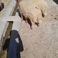 فروش دو عددبره نروزن بین۶۰تا۷۰کیلو.