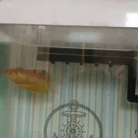 ماهی گورامی زرد گیاهخوار ۶.۵ سانتی