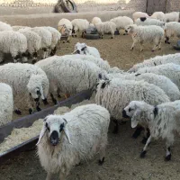 بره پر و چاق|حیوانات مزرعه|کورین, |دیوار