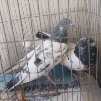 دوجفت پاکستانی عطیقه|پرنده|سراوان, |دیوار