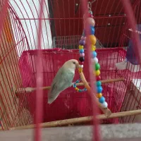 طوطی برزیلی|پرنده|ارومیه, |دیوار