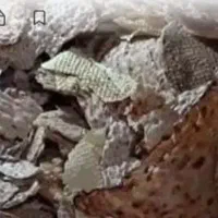 نان خشک وضایعات