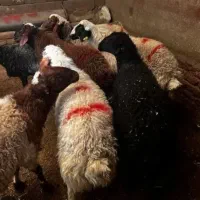 گوسفنده زنده