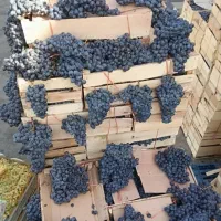 کشمش افتابی انگورشانی انگور شانی دیم کردستان سردشت|خوردنی و آشامیدنی|تهران, میدان میوه و تره‌بار مرکزی|دیوار