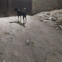 ی جفت سگ گوسفندی و نگهبان