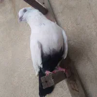 کفتر